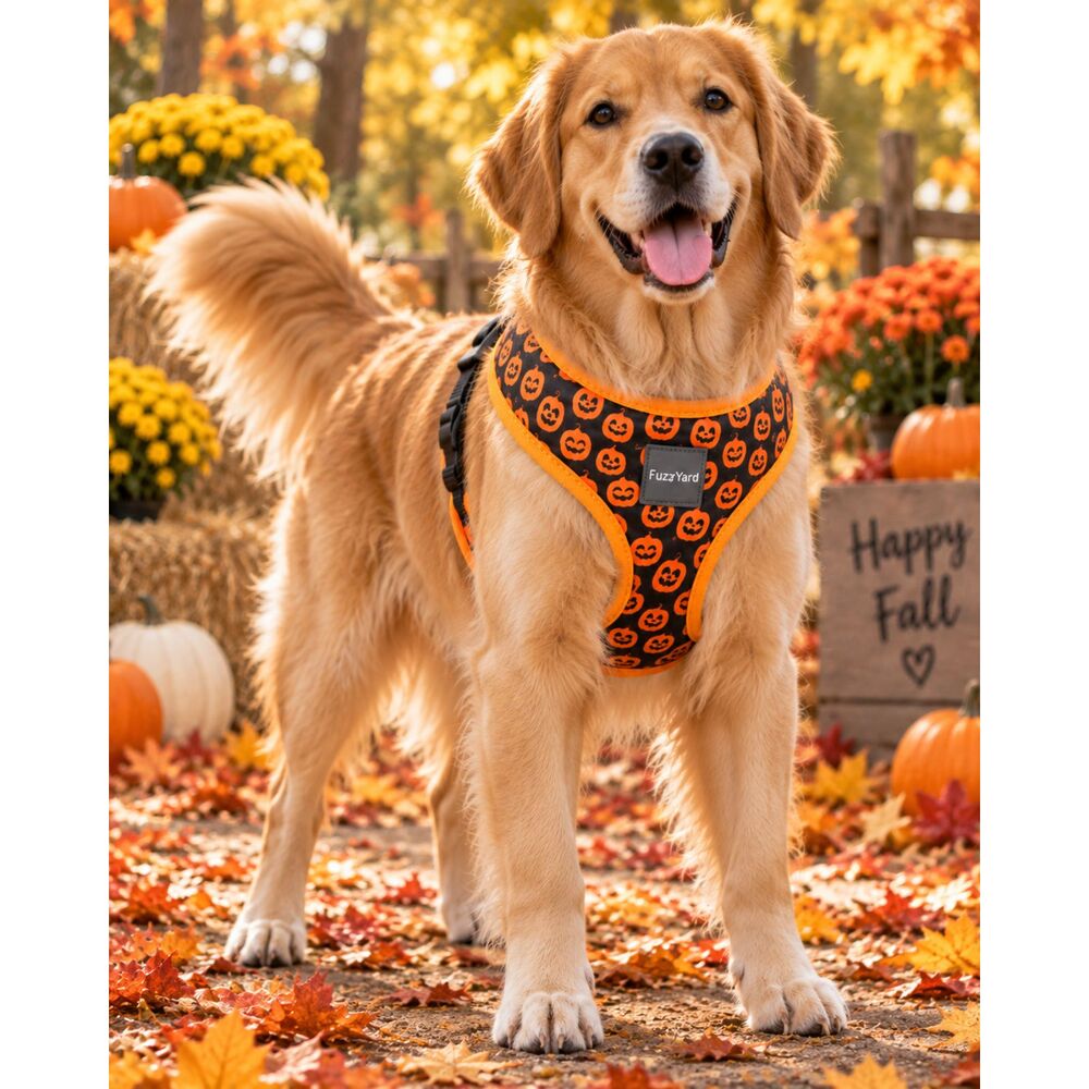 FuzzYard Pumpkin Print Dog Harness – Halloween Pet Harness, Size Large